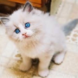 Meet your Posher, Christy